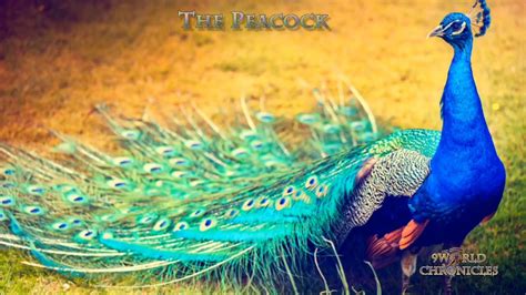 greek mythology peacock